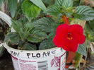 15 iulie 2013-flori 154