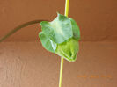 15 iulie 2013-flori 023