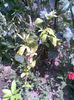 Imag117