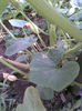 Tartacuta
