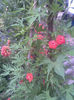 Imag158