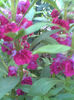 Imag199 -