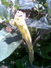 Imag052
