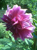 Imag081