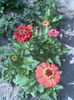Imag083