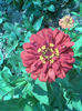 Zinnia