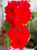 15 iulie 2013-flori 005