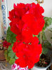 15 iulie 2013-flori 007