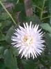 Imag008