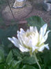 Dalie alba creata