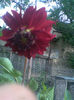 Imag012 - Copy