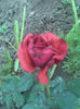 Imag015