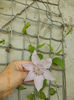 clematis dr.ruppel