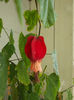 15 iulie 2013-flori 056
