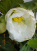 begonia alba