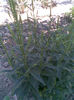 Imag063