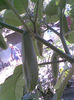 Brugmansia roz cu boboci