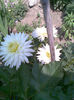 Imag100 - Copy