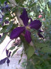 Clematite