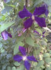 Imag114