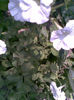 Imag127