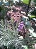 Lavanda