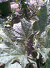 Datura mov sau galbena  , astept...florile