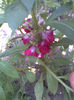 Balsamine