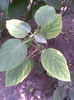 Hortensia  alba