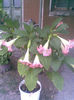 Imag148 - Copy
