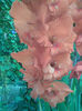 Imag165 - Copy