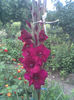 Gladiole mov inchis