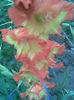 Gladiola bicolor
