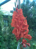 Imag175 - Copy