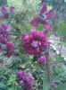 Clematita