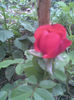 Imag178 - Copy