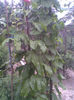 Passiflora