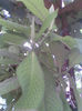Arbore de cauciuc