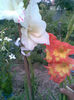 Gladiole mix