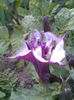 Datura mov batuta