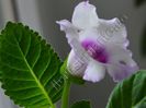 Gloxinia Lilac tenderness