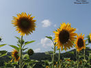 DSCN2584