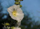 DSCN2808