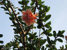 DSCN2814