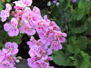 DSCN2816
