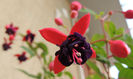 DSCN2826