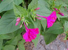 DSCN2919