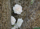 DSCN2944