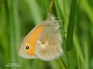 RSCN2355