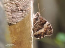 RSCN2542
